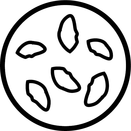 Seed