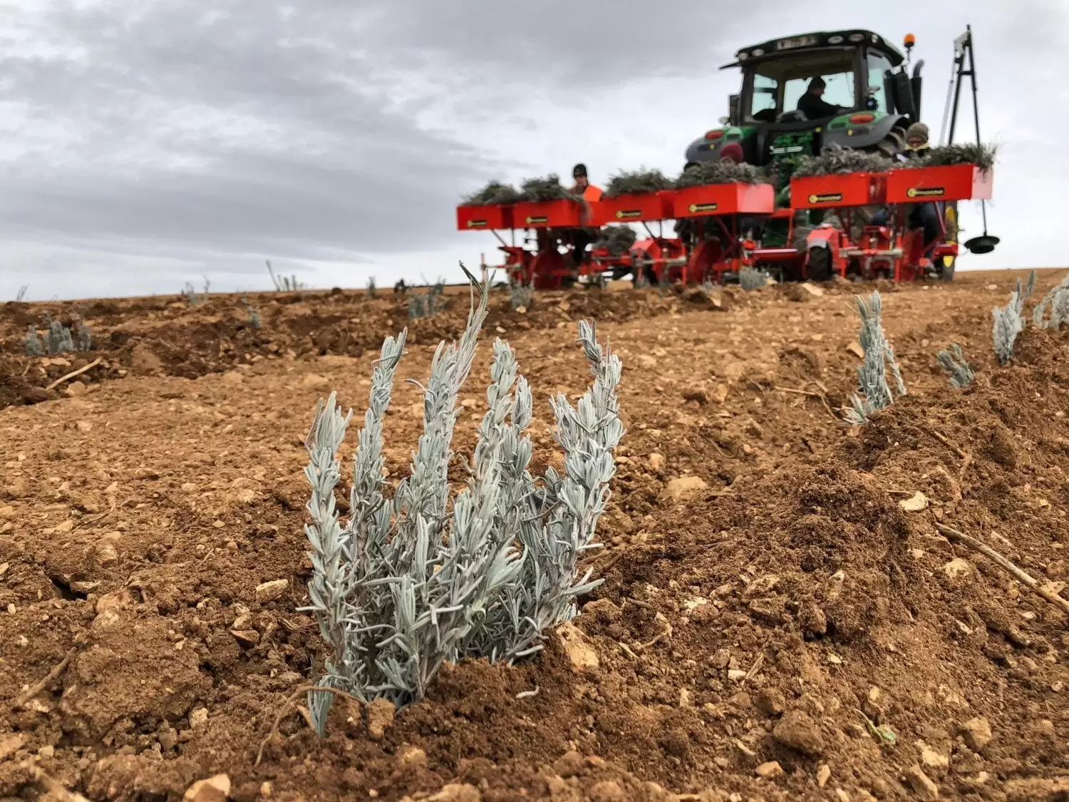 Trapiantatrice per LAVANDA - lavanda_5-1