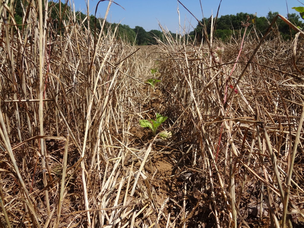 Homepage - NO-TILL_cover-_web Homepage - NO-TILL_cover-_web